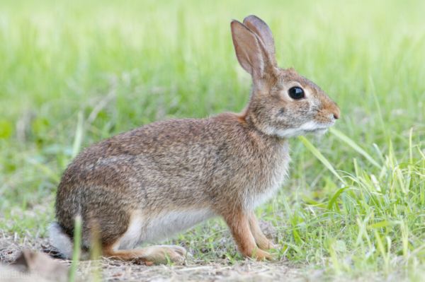 兔子会叫吗？一般人真的不知道，挺有意思的 