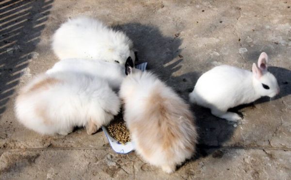 兔子会叫吗？一般人真的不知道，挺有意思的 