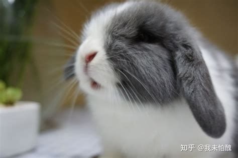 什么是荷兰垂耳兔,宠物荷兰垂耳兔的习性特征与喂养等介绍