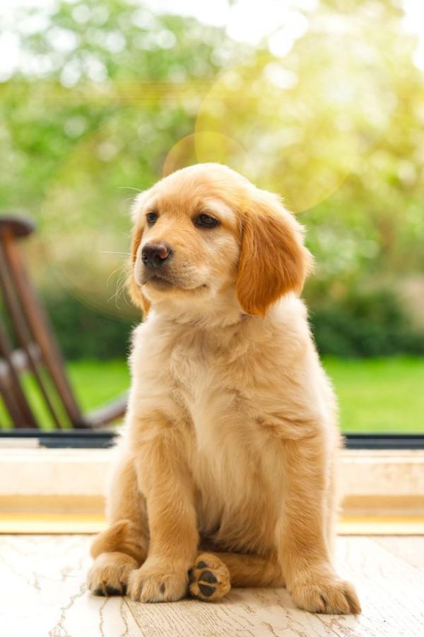 小狗狗的生活照片