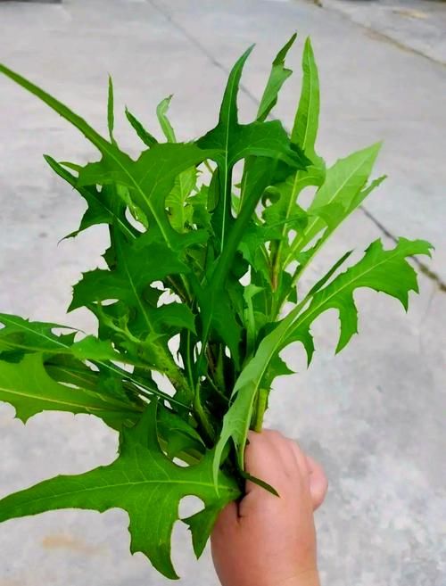 兔子喜欢的干草（兔子喜欢的野草）