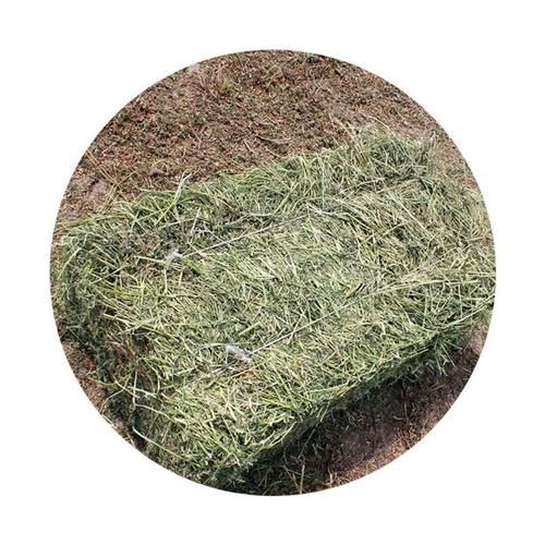 兔子喜欢的干草（兔子喜欢的野草）