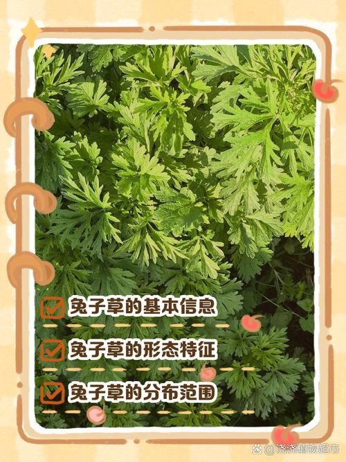 兔子喜欢的干草（兔子喜欢的野草）