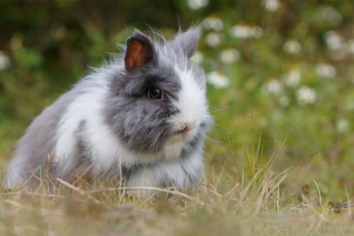 兔子肠胃炎有几种发病类型？