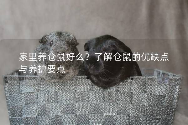 家里养仓鼠好么?了解仓鼠的优缺点与养护要点