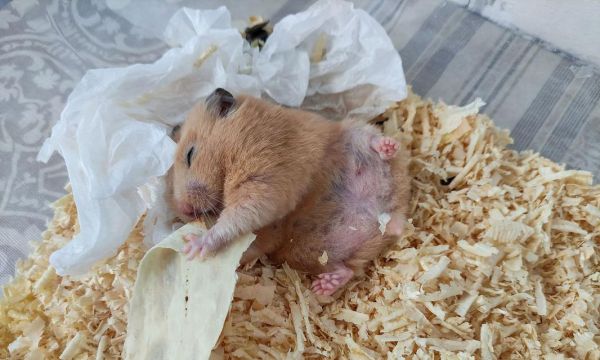 保持仓鼠的生存环境(避免以下行为导致仓鼠死亡)