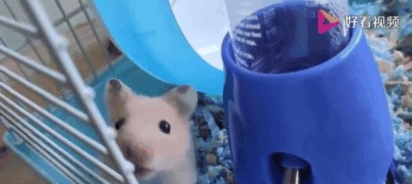 保持仓鼠的生存环境(避免以下行为导致仓鼠死亡)