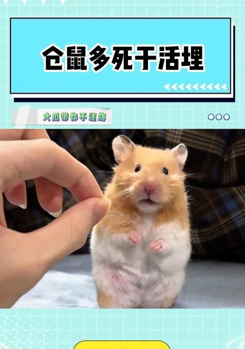 保持仓鼠的生存环境(避免以下行为导致仓鼠死亡)