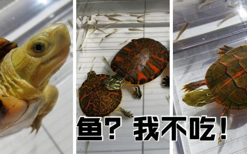 为什么我的龟不抓鱼和虾吃？总结一个字就是“懒”！