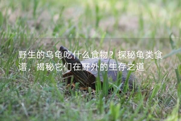 野生的乌龟吃什么食物?探秘龟类食谱,揭秘它们在野外的生存之道