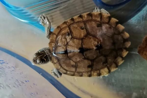 怎么养地图龟,饲养容器可选用水族箱