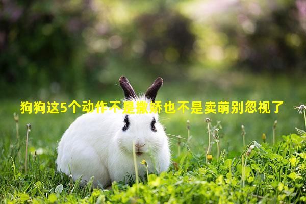狗狗这5个动作不是撒娇也不是卖萌别忽视了它们的求救！