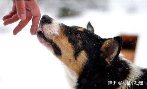 狗狗舔手：宠物间的亲密互动