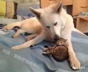 宠物间的亲密互动:大狗舔小猫的温馨瞬间