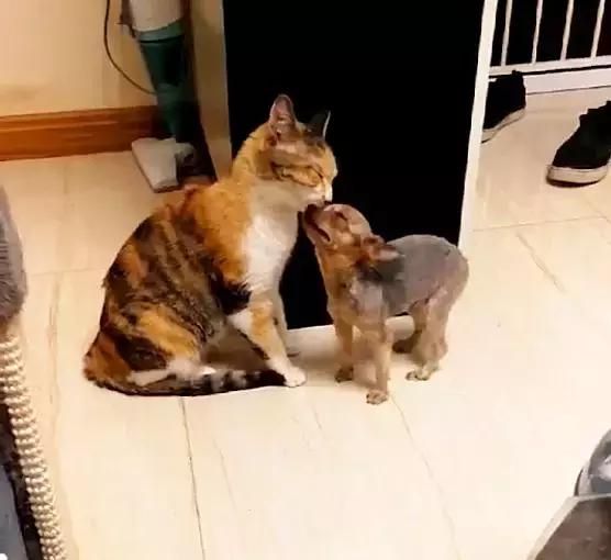 猫咪跟狗狗亲密互动,可以进来看看这篇文章