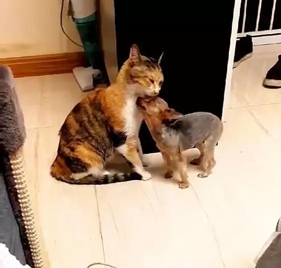 猫咪跟狗狗亲密互动,可以进来看看这篇文章