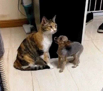 猫咪跟狗狗亲密互动,可以进来看看这篇文章