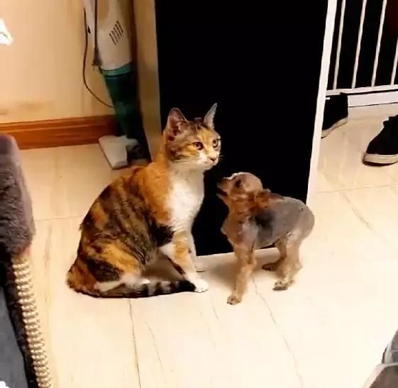 猫咪跟狗狗亲密互动,可以进来看看这篇文章