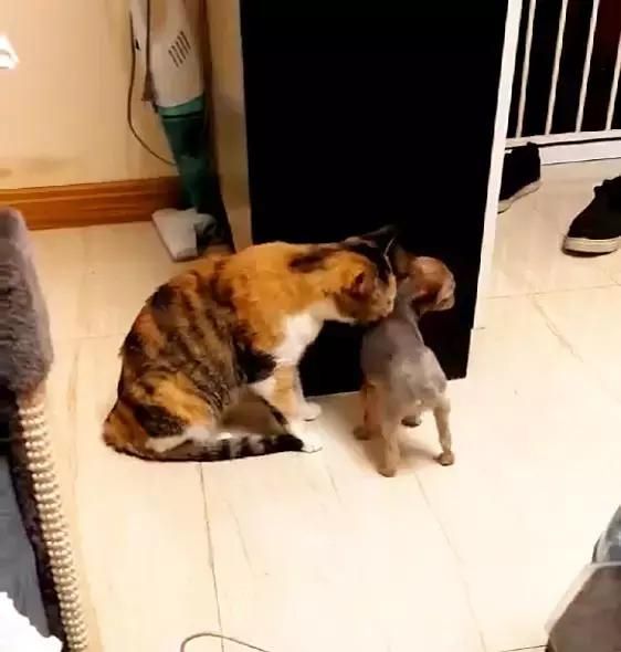 猫咪跟狗狗亲密互动,可以进来看看这篇文章