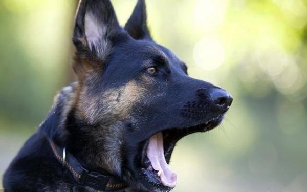 读懂了狗狗的10个小动作，就能让你和爱犬的亲密度成倍增长