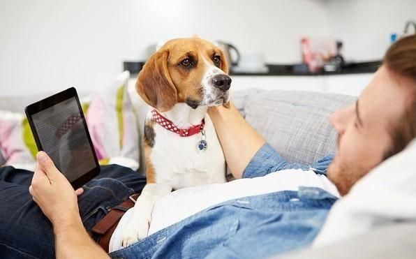读懂了狗狗的10个小动作，就能让你和爱犬的亲密度成倍增长