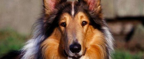 读懂了狗狗的10个小动作，就能让你和爱犬的亲密度成倍增长