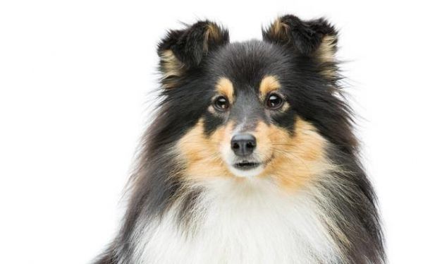 读懂了狗狗的10个小动作，就能让你和爱犬的亲密度成倍增长