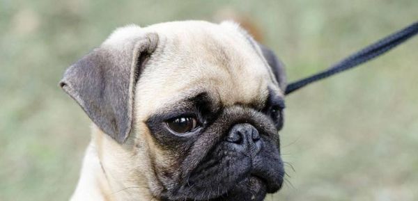 巴哥犬价格与影响因素解析（探究巴哥犬价格的多样性及其影响因素）