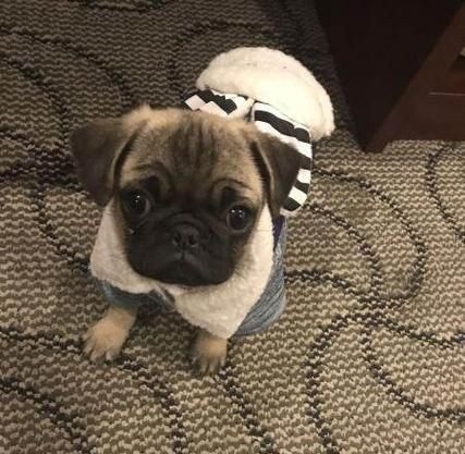 巴哥犬价格与影响因素解析（探究巴哥犬价格的多样性及其影响因素）