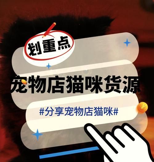 宠物店猫咪的价格和贵不贵问题解析（宠物店猫咪的价格、品种和市场需求）