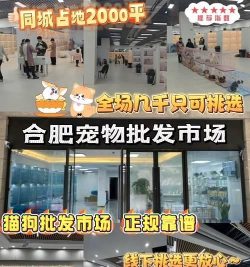 宠物店猫咪的价格和贵不贵问题解析（宠物店猫咪的价格、品种和市场需求）