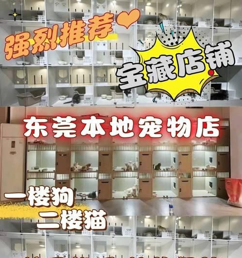 宠物店猫咪的价格和贵不贵问题解析（宠物店猫咪的价格、品种和市场需求）