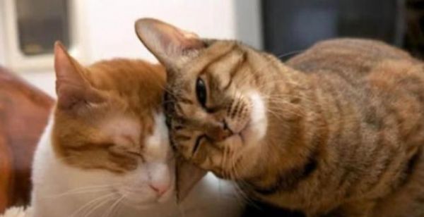 公猫为什么会跟着母猫？（解析公猫跟着母猫行为的原因及意义）