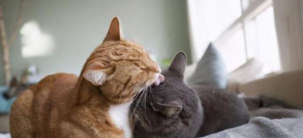 公猫为什么会跟着母猫？（解析公猫跟着母猫行为的原因及意义）