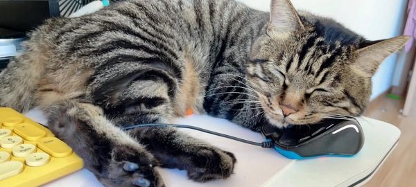 小猫的成长时间——从猫下小猫到成年猫需要多长时间？（探寻小猫成长的奥秘，解析不同阶段的发展需时）