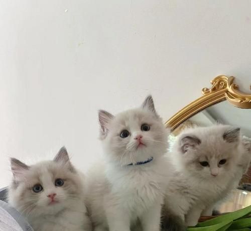 小猫的成长时间——从猫下小猫到成年猫需要多长时间？（探寻小猫成长的奥秘，解析不同阶段的发展需时）