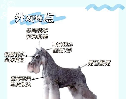 宠物雪纳瑞怀孕多久生的时间和过程（解析雪纳瑞妊娠周期及分娩过程，帮助主人做好准备）