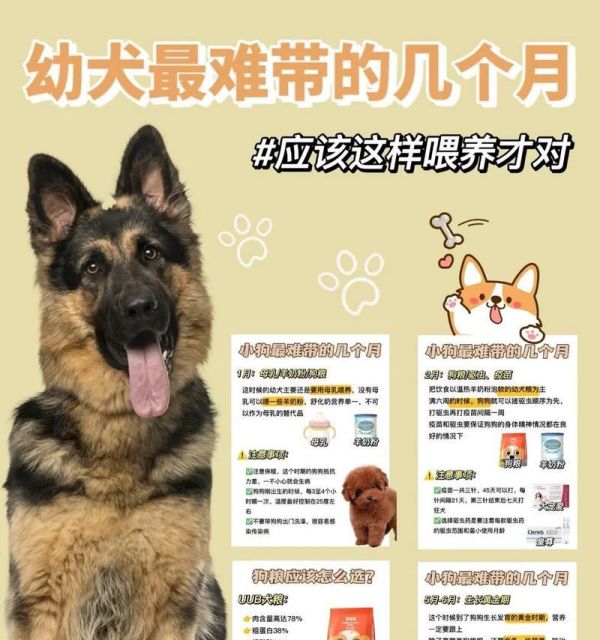 幼犬饮食规律解析（幼犬狗粮喂养频率探讨）