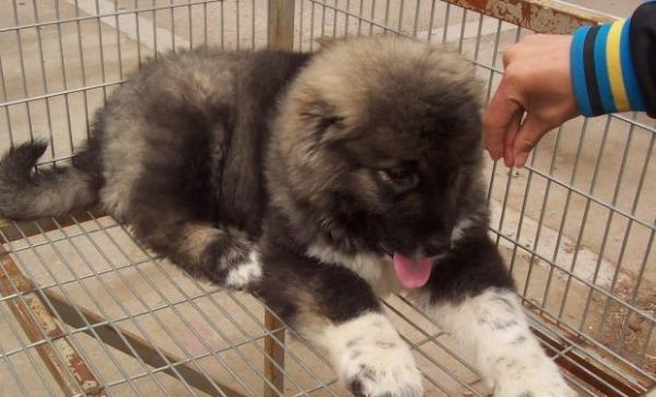 高加索犬健康问题全解析（宠物爱好者必读！掌握高加索健康知识，让你的宠物更健康）