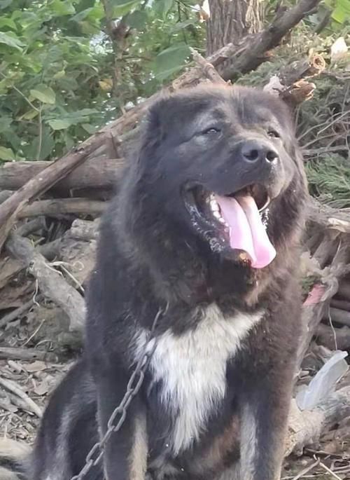 高加索犬健康问题全解析（宠物爱好者必读！掌握高加索健康知识，让你的宠物更健康）