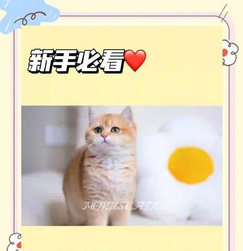 如何在10万资金下开设猫舍？（起步资金和关键因素解析）