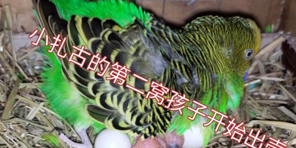 虎皮鹦鹉孵化时间及分离时机的探究（虎皮鹦鹉孵化周期与离巢适宜时间的科学解析）