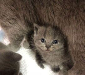 宠物猫繁殖怎么养大