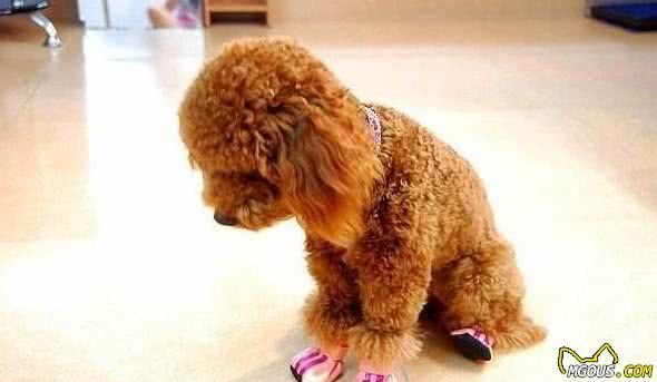 这几个简单易行的训狗技巧，训犬师是不会和你说的