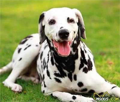这几个简单易行的训狗技巧，训犬师是不会和你说的