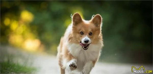 这几个简单易行的训狗技巧，训犬师是不会和你说的