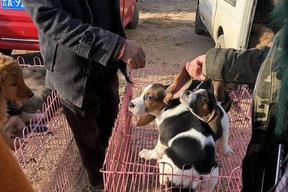 实验犬比格饲养指南:专业环境标准揭秘!