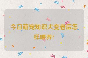 今日萌宠知识犬变老后怎样喂养?
