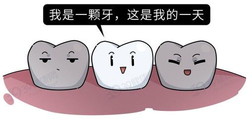 泰迪掉牙怎么办?牙齿护理攻略!