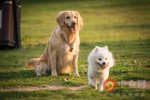 宠物悄然老去,七个迹象显现。